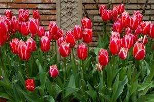 Ist es möglich, Tulpen im Frühjahr zu pflanzen? Wenn sie blühen?