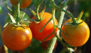 Warum Abrichten Tomaten Bor. Eine Lösung aus