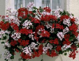 Treffen Sie die schönen Geranien hängen-Downing, bereit, Ihr Haus und Garten dekorieren