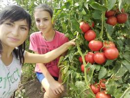 Tomaten im Garten nicht fett werden und die Früchte erhöhen. 4 superprioma!