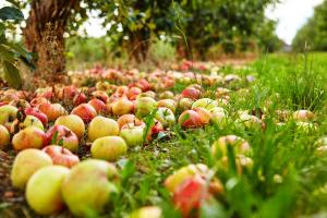 Warum fallen Äpfel vorzeitig ab? Wie das Problem für eine reiche Ernte lösen