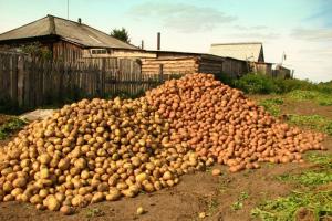 Die Kartoffeln werden in einem 2-mal besser gespeichert werden: was nach der Ernte zu tun