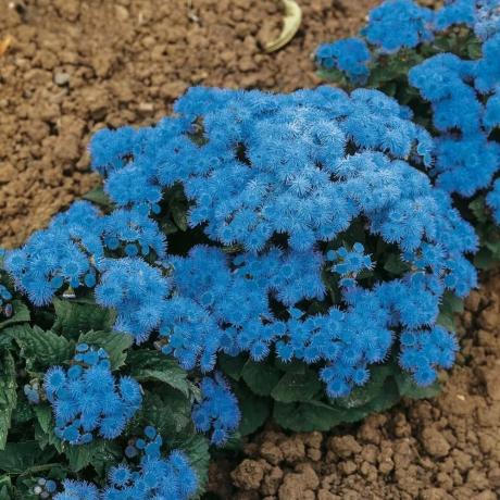 Blooming Ageratum (Sorte: "blaue Kugel"). Foto aus dem Internet