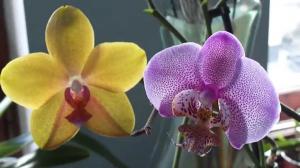 Wie viele Jahre Orchid leben