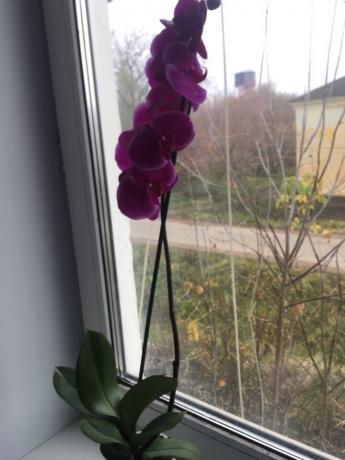 Nach dem korrekten Sitz sofort meine Orchidee blühte