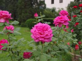 Mai: was für üppige Blüte zu füttern Rosen?