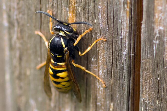 Wie wird man von den Wespen los zu werden, wenn der Bienenstock kann nicht gefunden werden? | ZikZak
