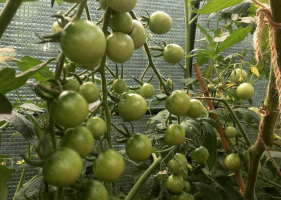 Wir wachsen Tomaten für 2 Stück. in jeder Vertiefung. Vorteile und Nachteile