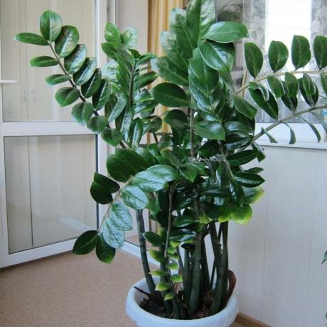 Wenn Ihr Dollarbaum sehr langsam wächst, nicht verzweifeln: Es ist ein Merkmal der Indoor-Pflanzen ist.