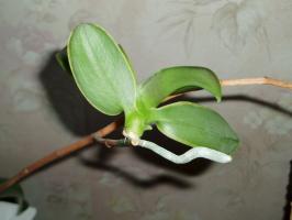 Was passiert, wenn die Orchidee Prozess auf dem Stamm gegeben, und wie für das Baby kümmern?