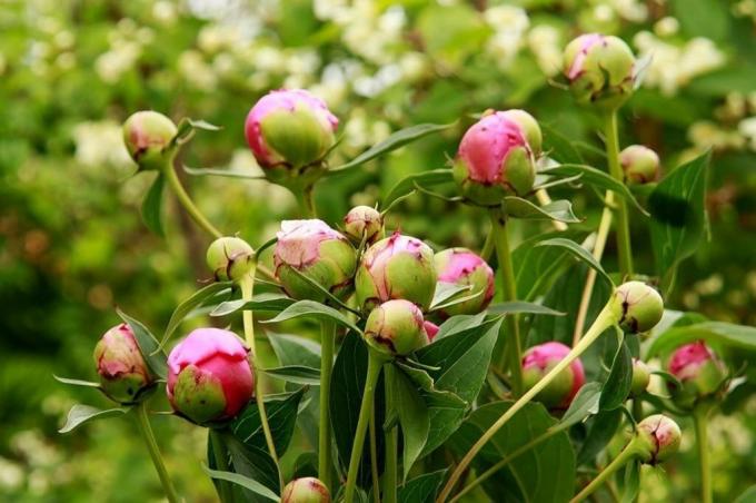 Pfingstrose Knospe zieht alle die Ameisen im Garten, wie ein Magnet! Foto: fan-female.ru