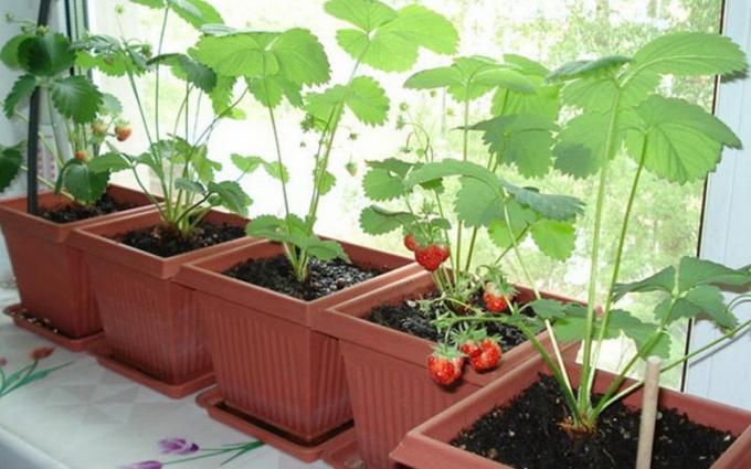 Herkömmliche Erdbeeren im Haus