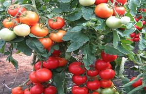 Dünger für Tomaten, die von Ovarien bis 10-fache der Formation erhöht werden.