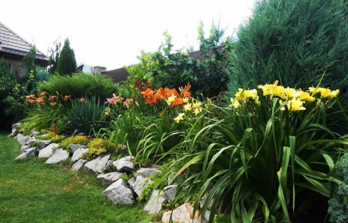 Schönes Beet entlang des Zaunes: Taglilien in Harmonie mit größeren Nachbarn