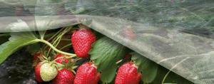 Je besser zu verschleiern Erdbeeren im Winter?