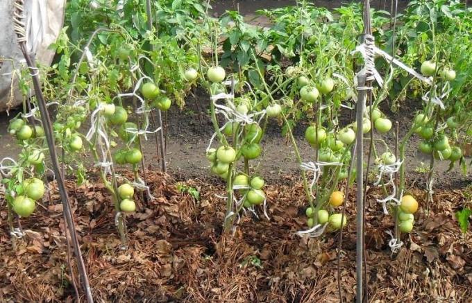 Beispiel Mulchen Gras trocken Tomaten Betten (Foto aus dem Internet)