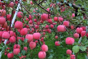 Warum ein Apfelbaum trägt jedes Jahr Früchte.