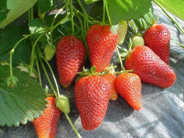 Remontant Erdbeeren (Foto aus dem Internet)