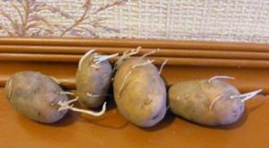 Was passiert, wenn auf Kartoffelknollen faden Sprossen waren