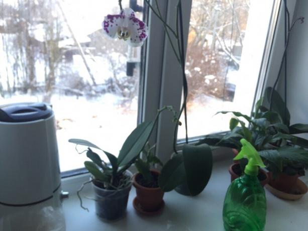 Auf dieser Fensterbank sammelte ich Pflanzen, die auch die anspruchsvollsten Feuchtigkeit: Orchidee und Spathiphyllum. Ich wählte sie für die Küche, weil dieser Raum in der Regel die höchste Temperatur und Luftfeuchtigkeit