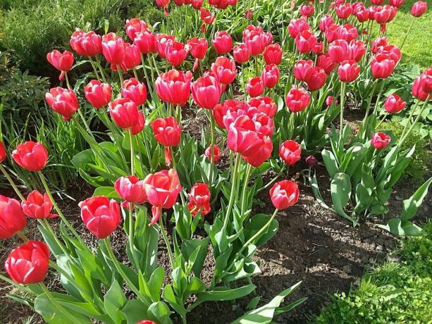 mit Tulpen im Sonnenlicht im Mai Blumenbeet