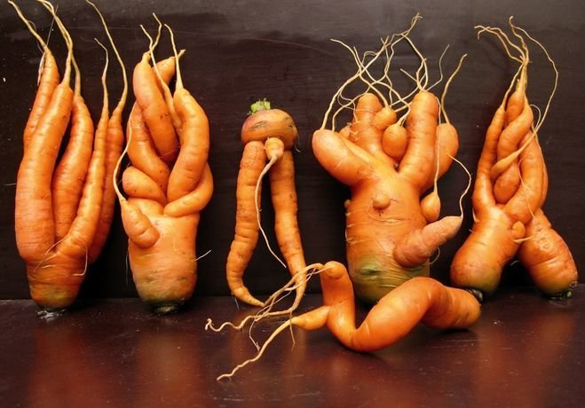 Zirkus-Freaks oder warum die Karotte wächst Kurve | Garten & Gartenbau