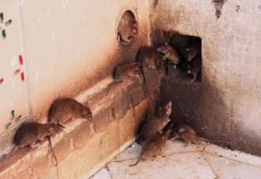 Wie die Mäuse in einem Ferienhaus für immer vernichten