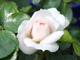 5 Dinge ruinieren eine Rose im Garten
