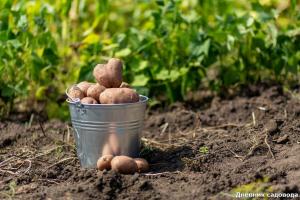 Erstaunlicher Weise Kartoffeln Hilling