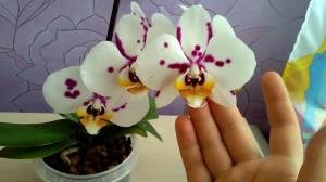 Ist es möglich, im Haus Orchidee zu halten