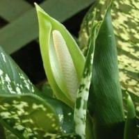 Blüten dieffenbachia zu Hause