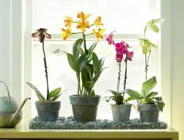 Wo das Orchideenhaus zu bringen, zu pflanzen und wachsen vollkommen glücklich herrlich blühende
