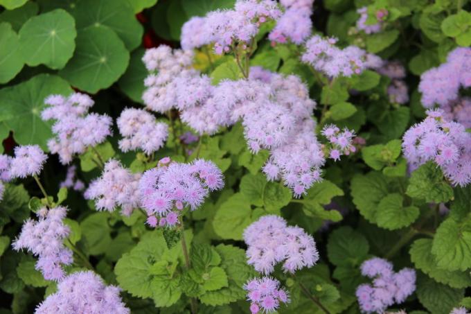 Ageratum in meinem Garten. Sommer 2018