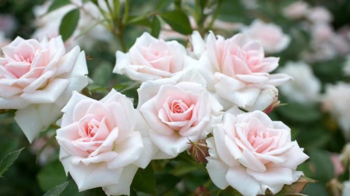 Duftende Rosen im Garten (Foto -desktopwallpapers4.me)