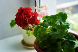 Pelargonium: die Geheimnisse des gesunden Wachstums