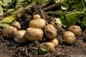 Wiederherstellen der Boden nach der Ernte von Kartoffeln