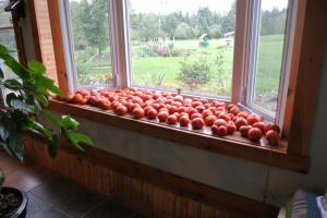 Pour-ka 4 richtige Art und Weise auf der Fensterbank Reife Tomaten zu beschleunigen