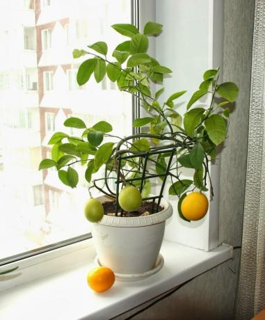 Lemon kann aus Samen gezüchtet werden. Ausblick: http://landshaftportal.ru/wp-content/uploads/2017/08/Limon-65.jpg