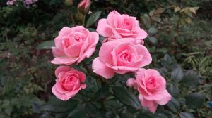 Rosen im Garten für die „Dummies“: 5 Regeln für alle, die eine Blume pflanzen