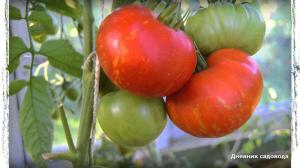 6 der besten Sorten von Tomaten für das Gewächshaus und Freiland