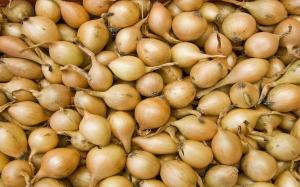 Wann zu kaufen und wie zum Anpflanzen Zwiebeln vorzubereiten - Zwiebel.