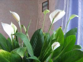 5 Grob- und häufige Fehler bei der Pflege von Spathiphyllum