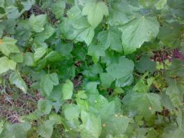 5 sichere Mittel vor schädlichen Blattläuse im Garten, auf den Gartenparzellen