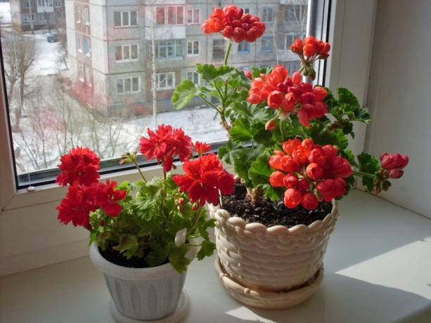 Helle Geranien auf der Fensterbank (cvetnik.me)