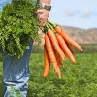 Pflanzen Karotten: Die Vorteile und Nachteile, nützliche Eigenschaften, Kontra