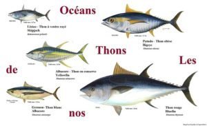 Thunfisch: nützliche Eigenschaften, wie man kocht, können Sie auf eine Diät essen