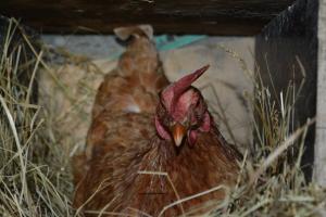 Ein Hühnerstall im Winter ohne Heizung (Teil 1): wirtschaftlich und einfach