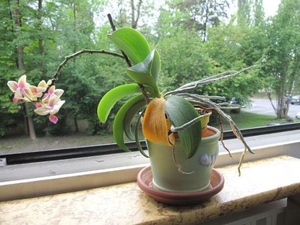 Das Bild, das viele Besitzer von Orchideen schreckt