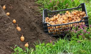 Truckers für Kartoffeln auf dem Gelände zu pflanzen?