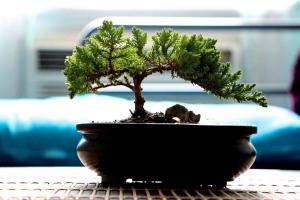 Indoor Bonsai: Prinzipien der Kultivierung
